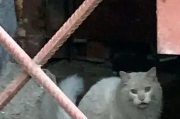 Кошка найдена, Выборгское шоссе 31, СПб