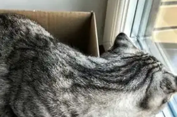Найдена кошка, Кострома, фото: Кот найден: ул. Экскаваторщиков, 2, Кострома