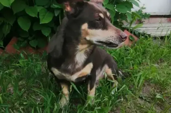 Собака найдена: ул. Крылова, 24, Йошкар-Ола