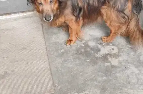 Найдена собака, ул. Добровольского, 36/3