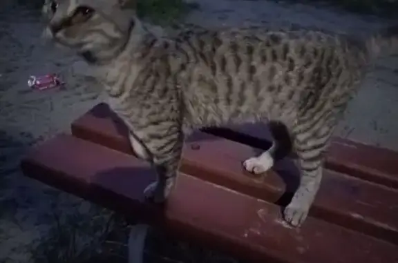 Кошка найдена: ул. Космодемьянской, 1, Пенза