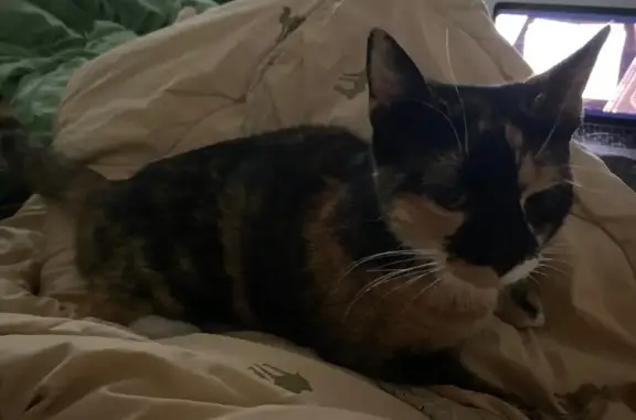 Найдена кошка, Санкт-Петербург, фото: Черепаховая кошка найдена на Социалистической, 11А