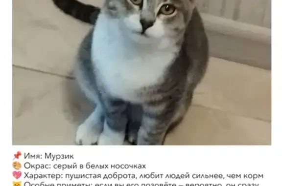 Пропала кошка, Орлова 172, Оренбург