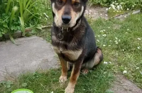 Собака найдена у СНТ «Полёт 1», Калининград