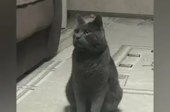 Потерянные животные Моршанск, фото: Пропала кошка, Южная ул. 3, Моршанск