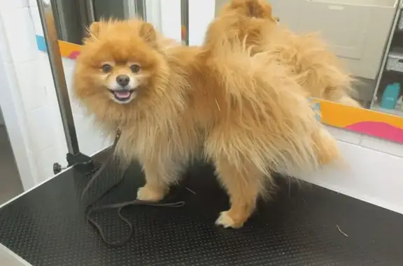 Собака найдена, Рыжий Курган, Курганская обл.