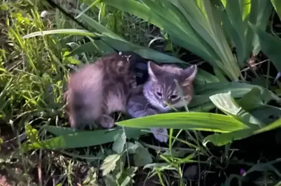 Кошка найдена: ул. Т. Кривова, 18, Чебоксары