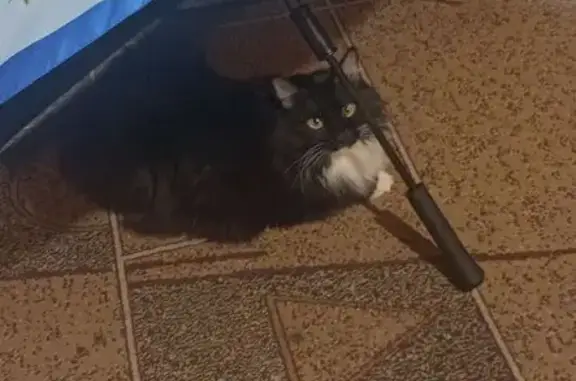 Пропала кошка, Парковая ул., 3, Королёв