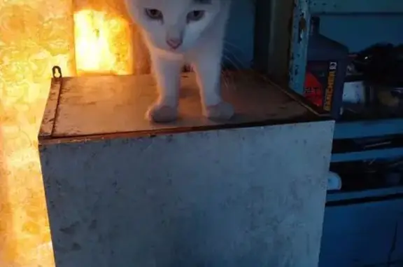 Пропала кошка, Инза, Ульяновская обл.