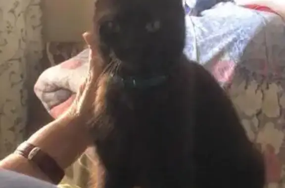 Объявления о пропавших и найденных животных, Рязань, фото: Пропала кошка, Интернациональная 22, Рязань