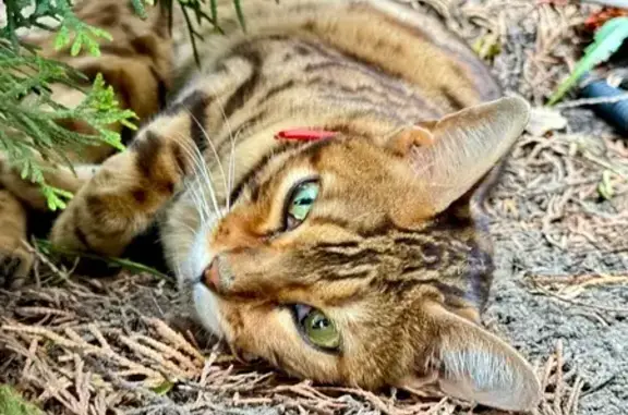 Найдена кошка, ул. Ш. Руставели, 10, Тула