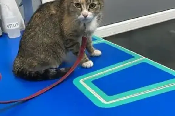 Найденные животные Петрозаводск, фото: Кошка найдена, Береговая 2, Петрозаводск