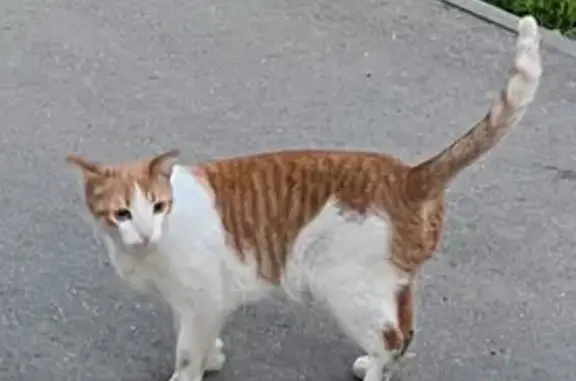 Бело-рыжая кошка найдена на Ломоносова, 7