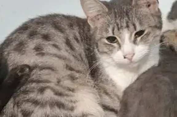 Пропала кошка, ул. Калинина, 35, Майский