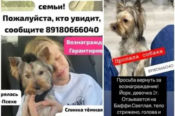 Пропала собака, пер. Новосёлов, 35, Супсех