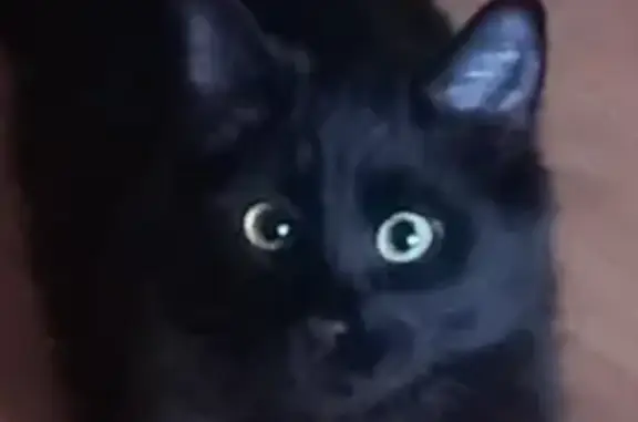 Кошки потеряшки, Брест, фото: Потеряшка черная кошка, ул. Мошенского 110А