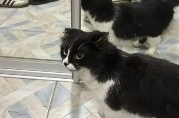 Кошка найдена на 1-й Меткой, 13, Ростов-на-Дону