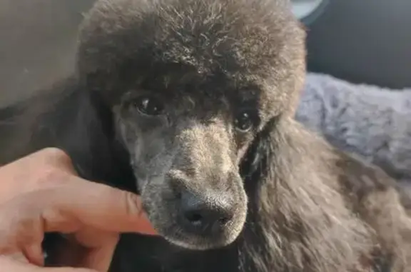 Собаки потеряшки, Поронайск, фото: Потеряшка собака, Молодёжная 7А, Поронайск