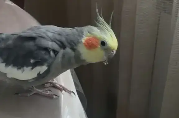 Пропала птица, ул. Комарова 36, Нальчик