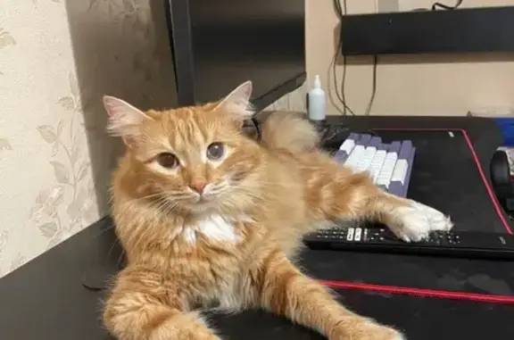 Кошки потеряшки, Сочи, фото: Потеряшка кот, Донская ул. 29Б, Сочи