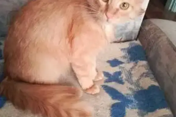 Пропала кошка, ул. Северный Венец, 8