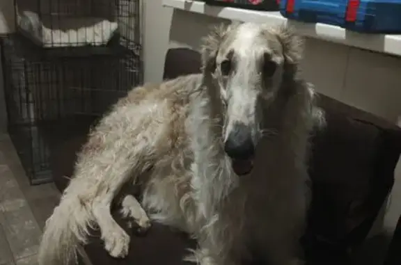 Собака найдена, пер. Мариненко, Николаевка