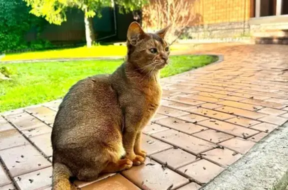 Пропала кошка, Дорожная ул, 30, Пригородный