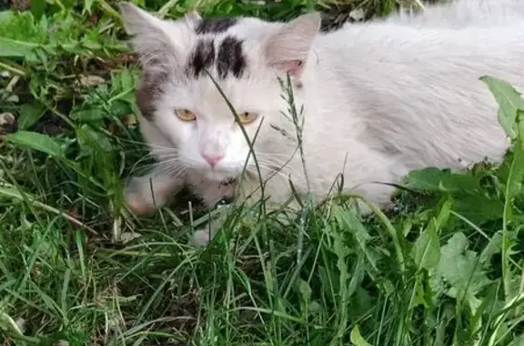 Кошка найдена: Дмитровское ш., 98 с1, Москва