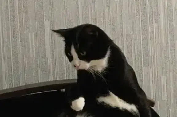 Кошки потеряшки, Волосово, фото: Потеряшка кот, ул. Ф. Афанасьева, 14, Волосово