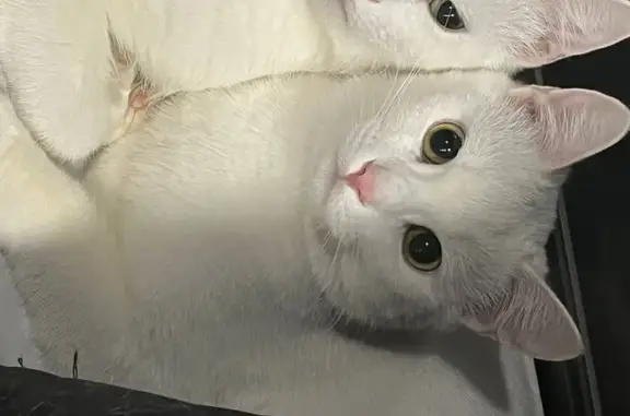 Кошки потеряшки, Череповец, фото: Потеряшка белая кошка, Пионерская 19А