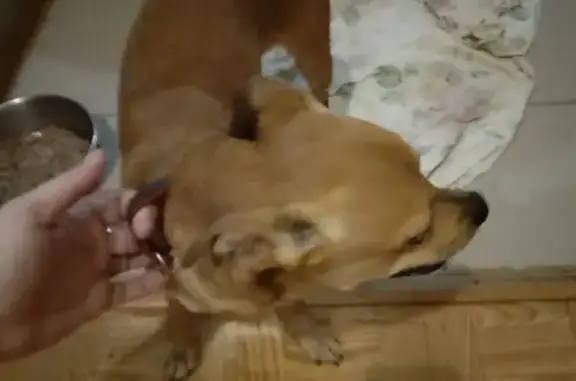 Найдена собака, Учительская 6 к1, Тверь