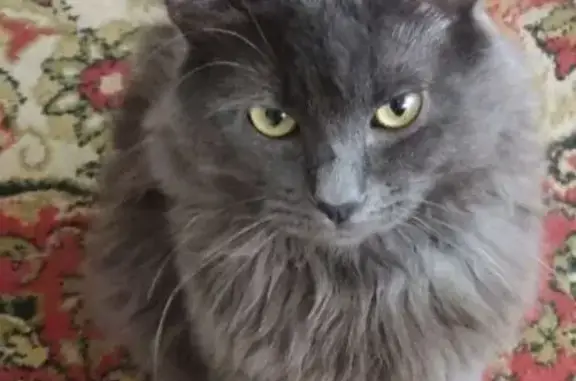 Потерянные животные Калининград, фото: Пропала кошка на Лескова, 44, Калининград