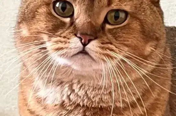 Пропала рыжая кошка в Засосне, Белгородская обл.