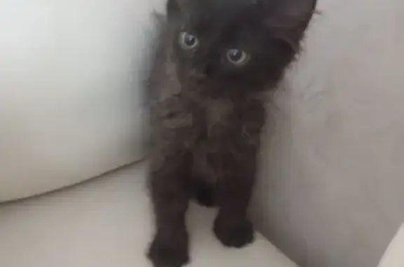 Кошка найдена, ул. Куйбышева, Пермь