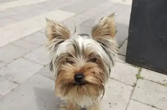 Найдена собака, Междуреченск, фото: Собака найдена у пр-та Шахтёров, 45