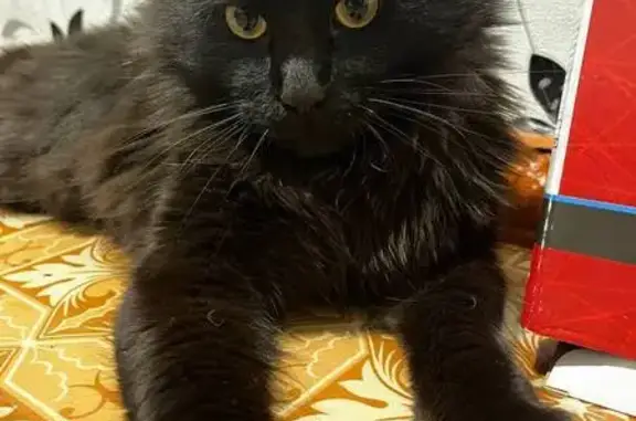 Кошки потеряшки, Назарово, фото: Потеряшка мейн-кун, ул. Трудовых Резервов, 10