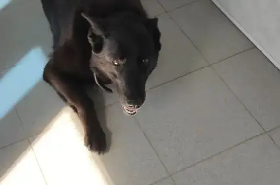 Найдена собака, Чебоксары, фото: Собака найдена на ул. Ю. Фучика, Чебоксары