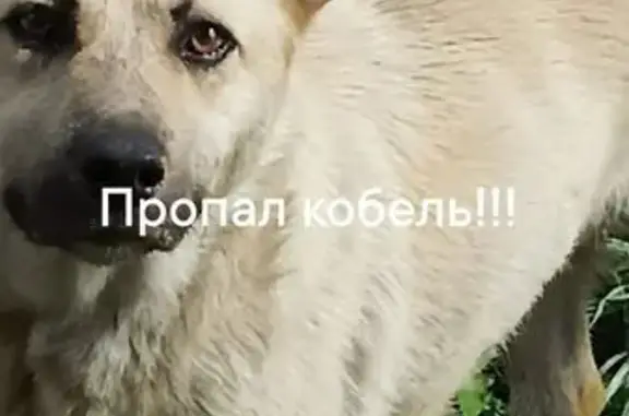 Пропала собака на Октябрьской ул., Каменка