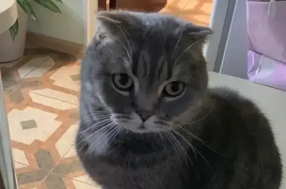 Пропала кошка, Железнодорожная 2, Белореченск