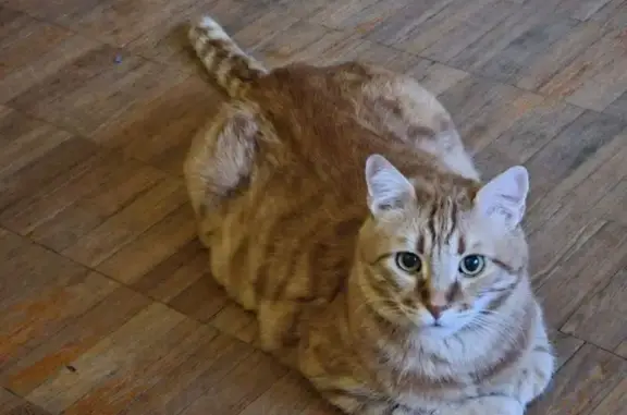 Кошки потеряшки, Архангельск, фото: Потеряшка кошка, Новгородский пр., 158