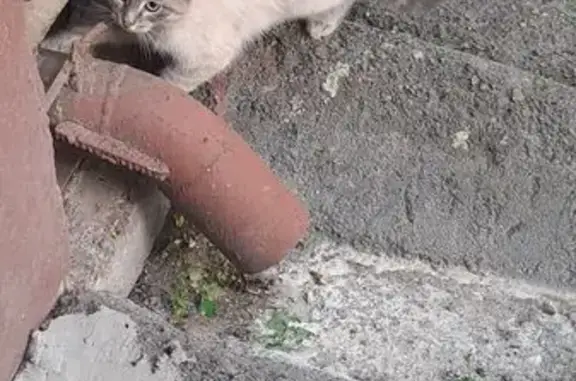 Кошка найдена на Кувыкина, 13А, Уфа