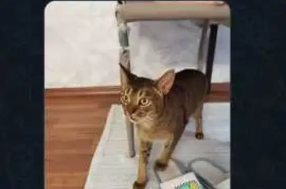 Найдена кошка, Спортивная ул. 12, Новосибирск