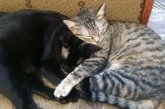 Кошки потеряшки, Армавир, фото: Потеряшка кошка, ул. Будённого, 480