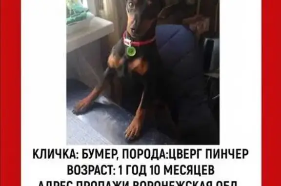 Пропала собака, Бахчеево, ул. Горняцкая