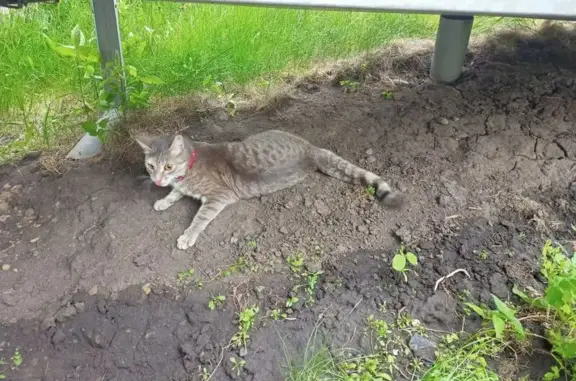 Найдена кошка, Красноярск, фото: Найдена серая кошка, ул. Республики 49