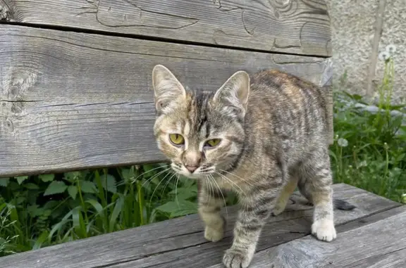 Кошка найдена: Нижегородская обл., 32