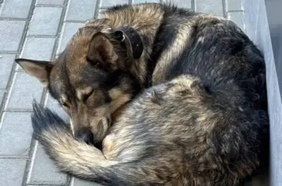 Найдена собака, Саратов, фото: Собака найдена: ул. Орджоникидзе, 44, Саратов