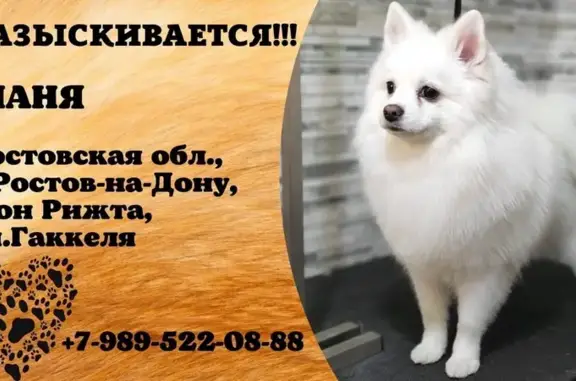 Пропала собака, ул. Гаккеля, 19, Ростов-на-Дону