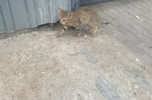 Кошка найдена, ул. Успенского, 27, Тула