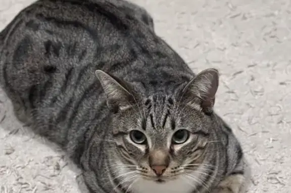 Объявления о пропавших и найденных животных, Бузулук, фото: Пропала кошка, ул. Галактионова, 134